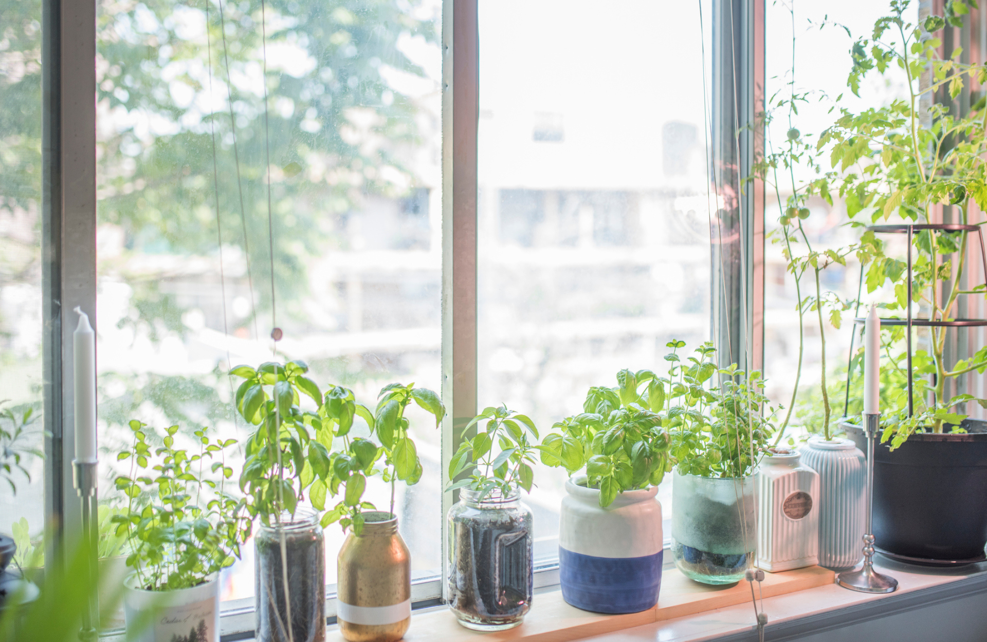 Windowsill with herbs growing