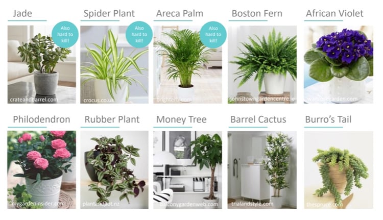 indoor planting guide best for children and pets
